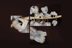 4-Lin-Li-dry-graphe-hyacinth-panel-scaled