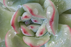 8-Lin-Li-mini-succulent-c-scaled