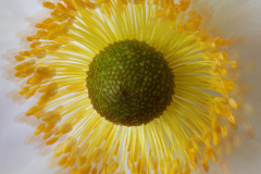 9-Lin-Li-thimbleflower-scaled