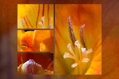 Lin-Li-Contemplation-of-Small-Wonders-Freesia-web