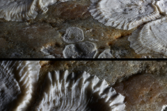 Stone with fossilised coral