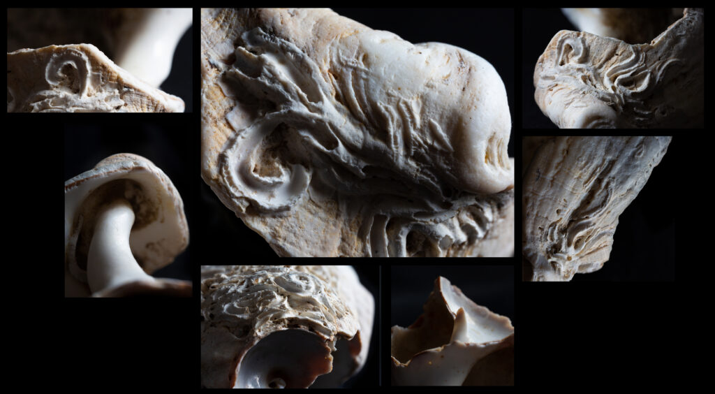 Contemplation of Small Wonders 1: a broken whelk shell ©LinLi